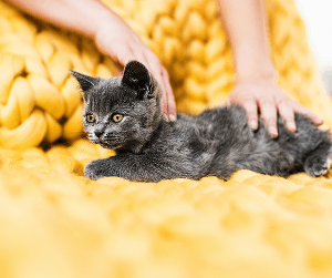Woman with cat