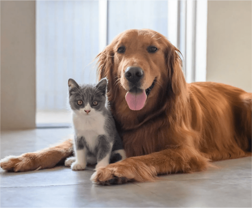 Golden Retriever and Kitten