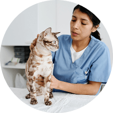VETERINARIAN