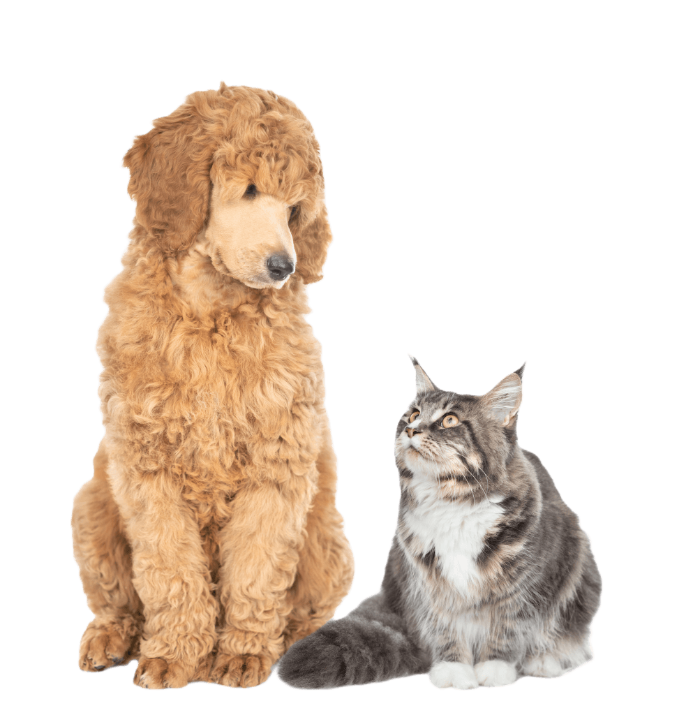 dog and cat