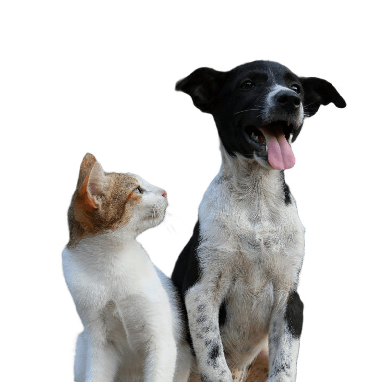 dog and cat