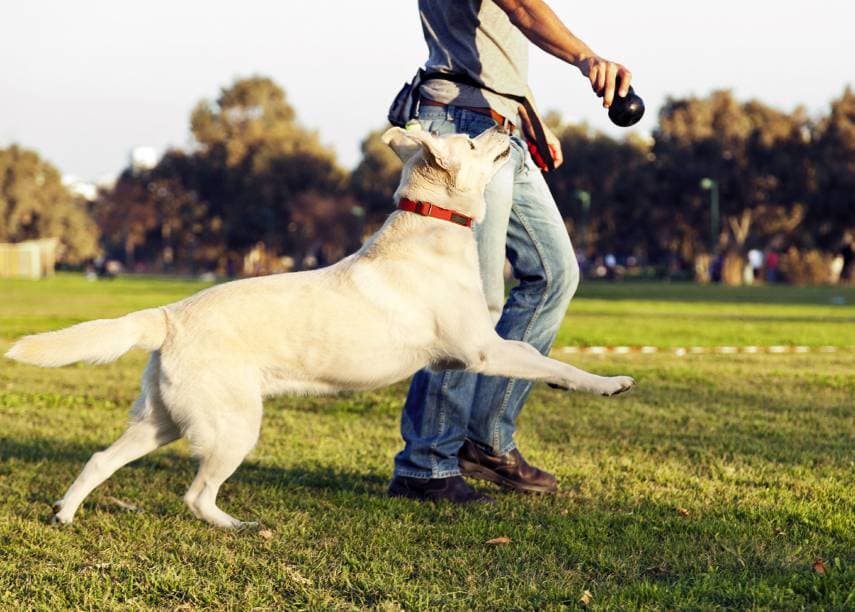 dog in park