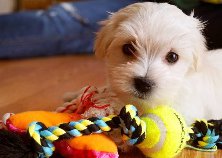 puppy