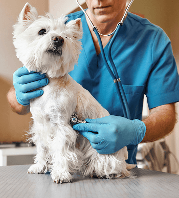 Man with a dog