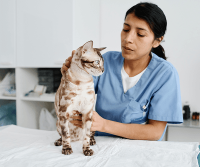 Veterinarian with a dog