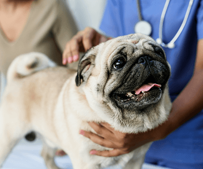 Veterinarian with a dog