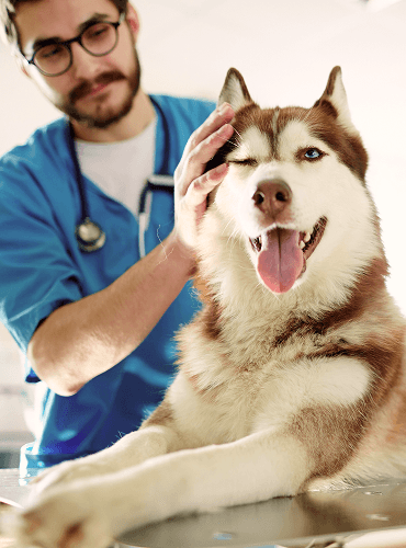 Veterinarian with a cat