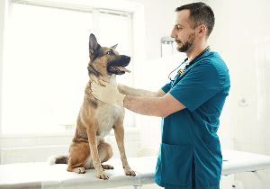 Vet examining a dog