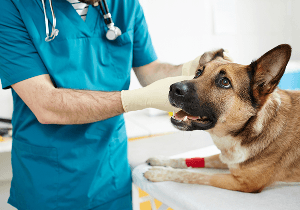 Vet with a dog