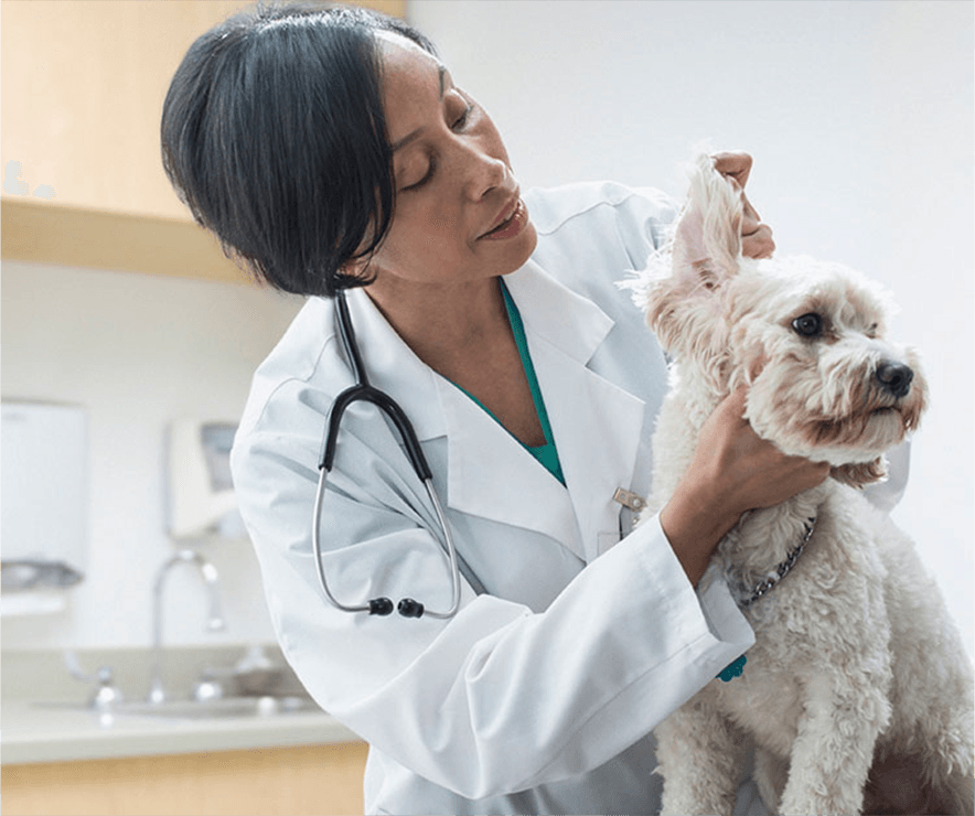 Veterinarian with a dog