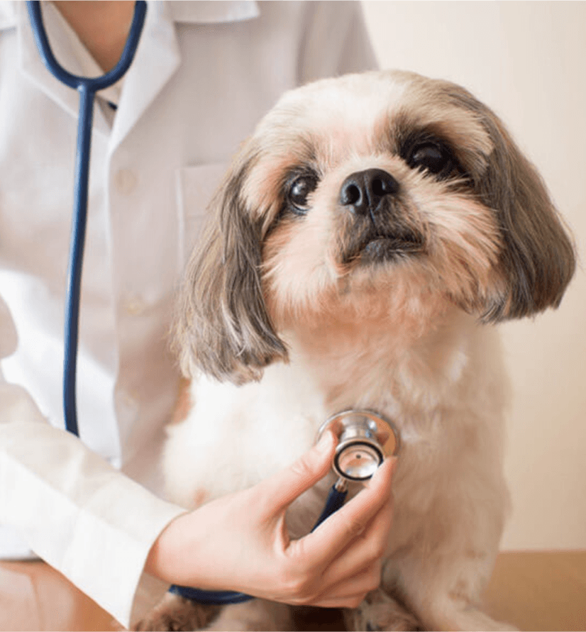 Veterinarian examining a dog