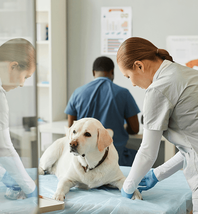 Veterinarian examining a dog