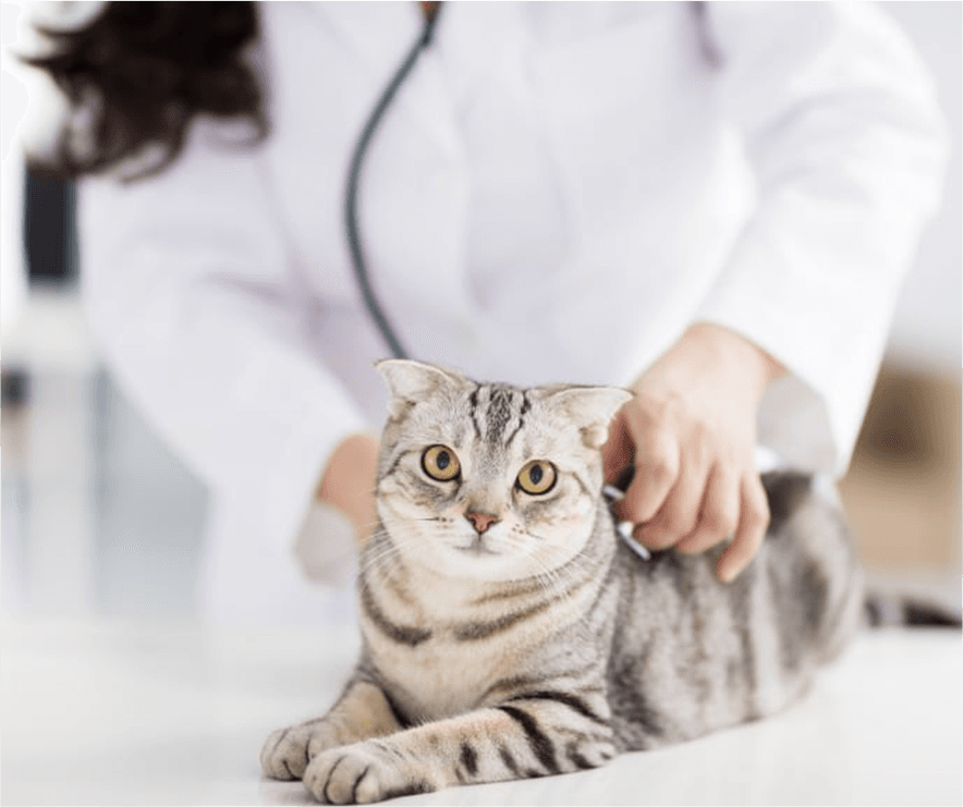 Veterinarian with a cat