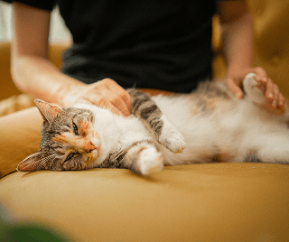 Older woman with a cat