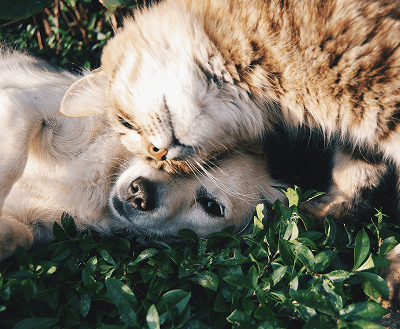 Golden Retriever and Kitten